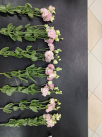 Пять веточек эустомы в упаковке