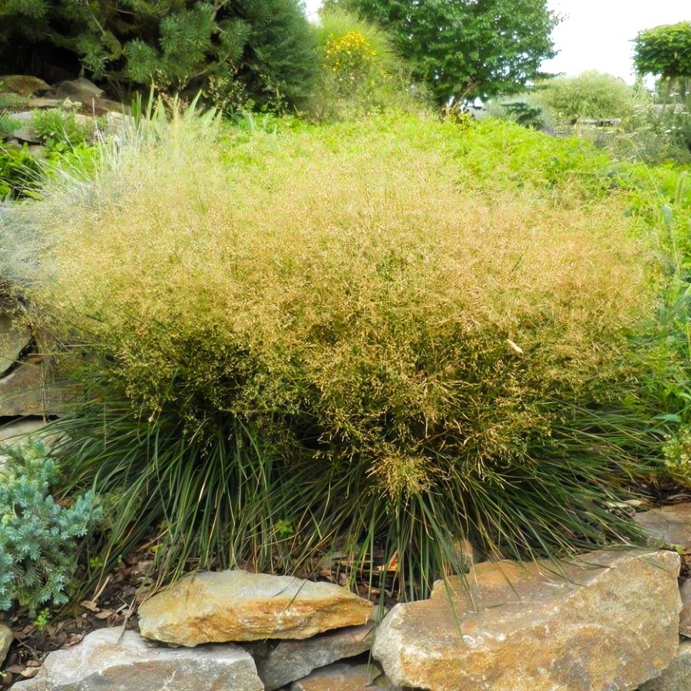 Щучка Луговик дернистый &#39;Палава&#39; С2 15-20 см Закупка М43 май- июнь 2026