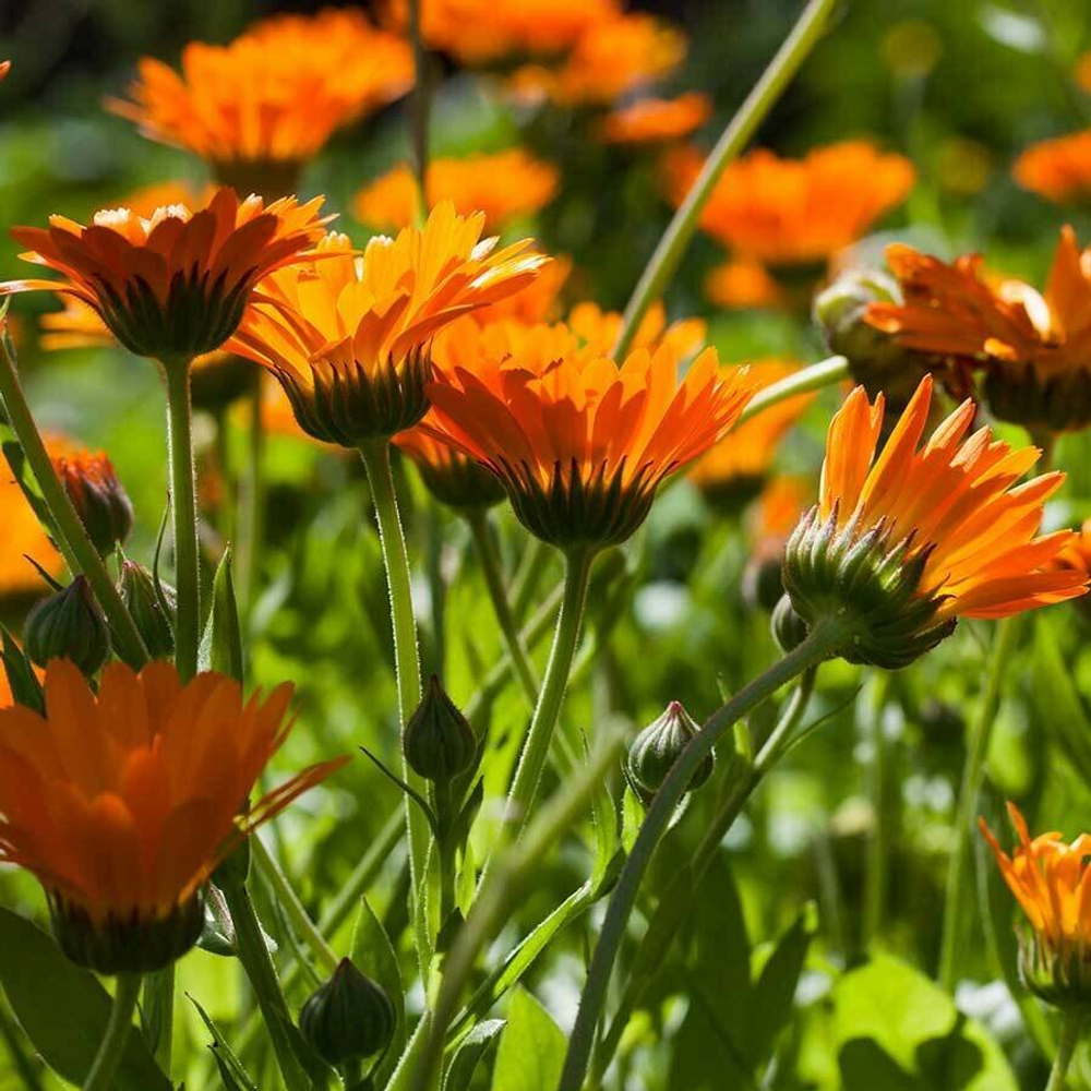 Календула лекарственная (цветки) 500 г