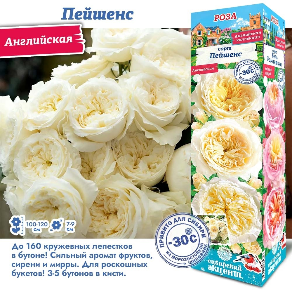 Роза Пейшенс (Английская)