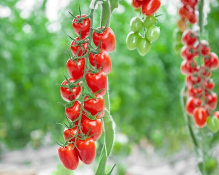 Томат Патронташ F1