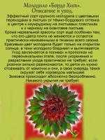 Молодило Бордо Хит бордово изумрудное