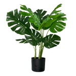 Монстера 72 см.