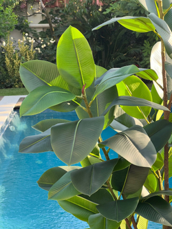 Фикус эластика зеленый 125 см.