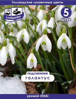 Подснежник Луковица цветов, 5 шт