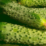 Герман F1 семена огурца партенокарпического (Seminis / Семинис)