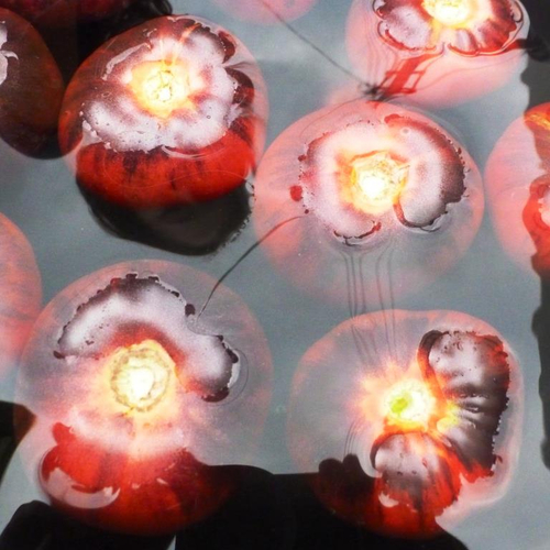 Помидоры - Blue Beauty - Голубая Красавица