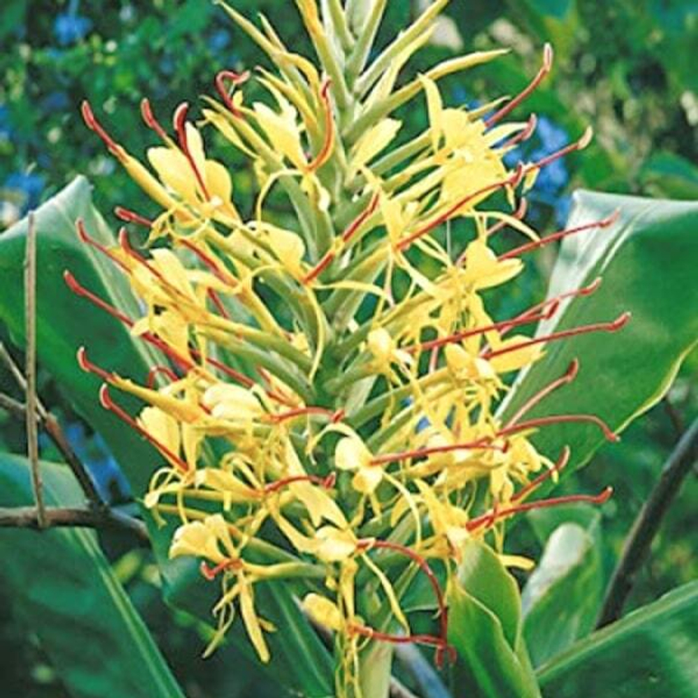 Гедихиум CORONARIUM YELLOW (Н131)