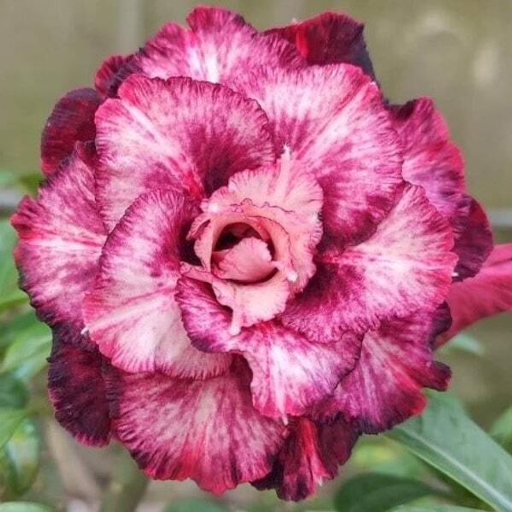 Адениум обесум 323 Phạm Thùy Dương