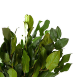 Салал зелёный 50см