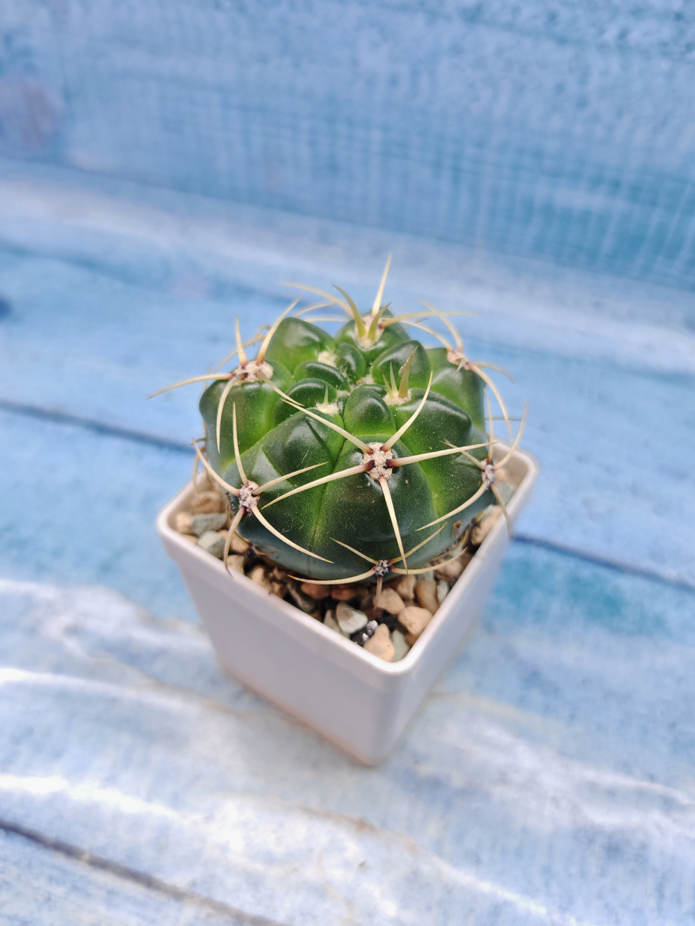 Gymnocalycium Monvillei (Гимнокалициум)