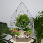 Флорариум бонсай Мирсина Фаберже