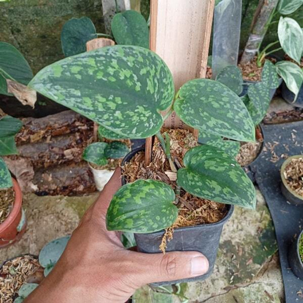 Сциндапсус TRICOLOR STABILO