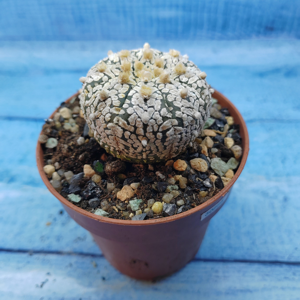 Astrophytum Asterias "Super Kabuto" (Астрофитум)