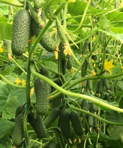 МАДЕЙРА F1 семена огурца (Seminis | Alexagro) – фото 2