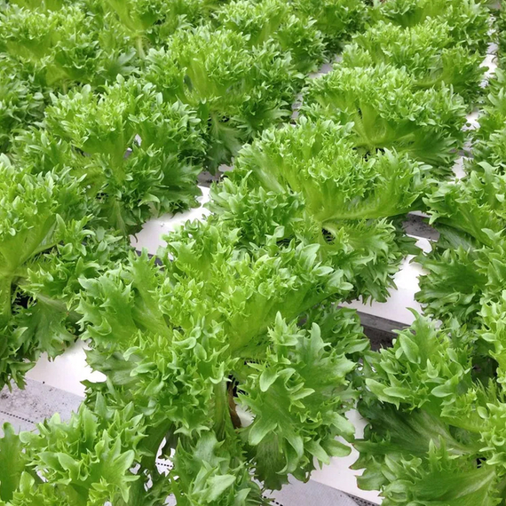 Старфайтер семена салата батавия (Rijk Zwaan /ALEXAGRO) культура – фото 2
