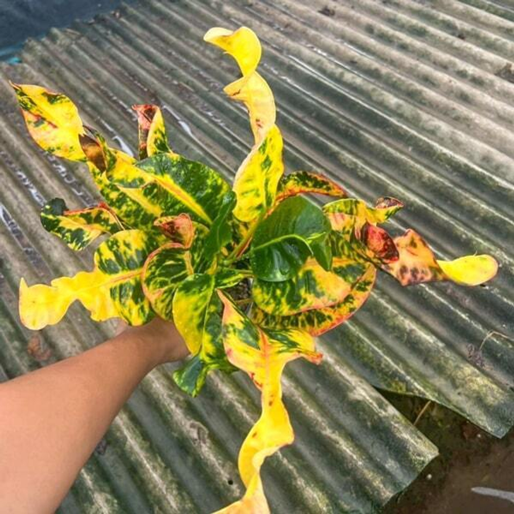 Кротон LOOKMAI NV01/2025