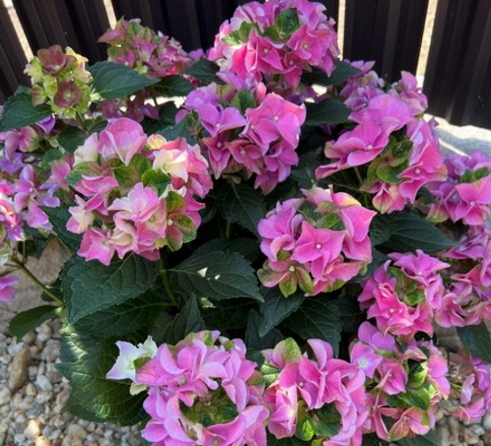 LADY MATA HARI Rose/(Леди Мата Хари Роуз) (розовый)