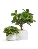 Кашпо TREEZ ERGO - серия Diamond - Низкая чаша - Белый камень