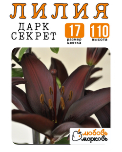 Лилия Луковица, Дарк Секрет, азиатский гибрид, 1 шт