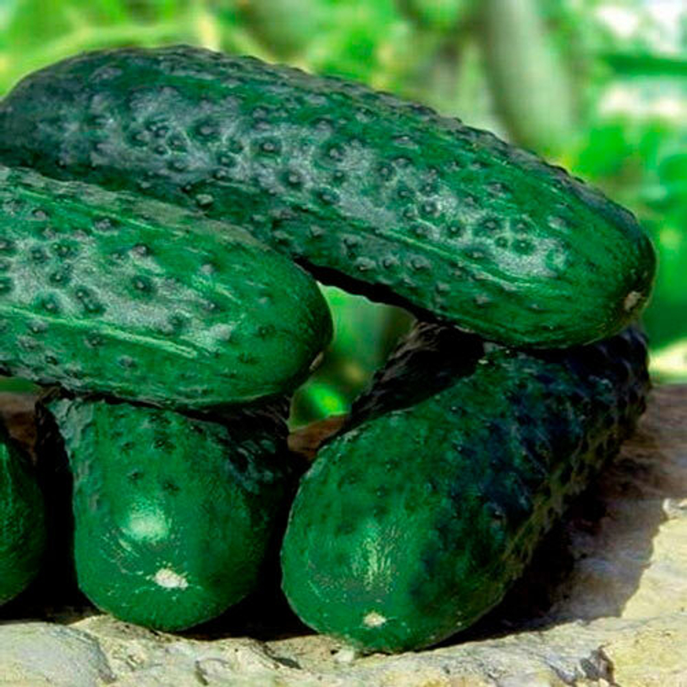 Огурец Барвина F1, Nunhems