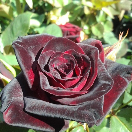 Роза чайно-гибридная Black Magic