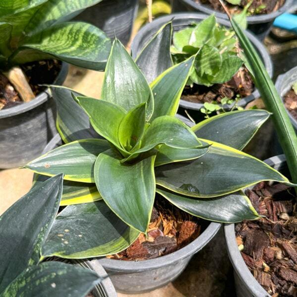 Сансевиерия MIDNIGHT SHINE DWARF