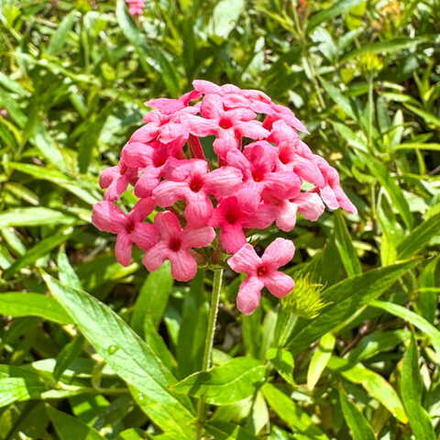 Арахнотрикс белолистный