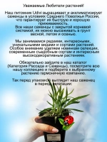 Гвоздика ампельная Пинк розовая