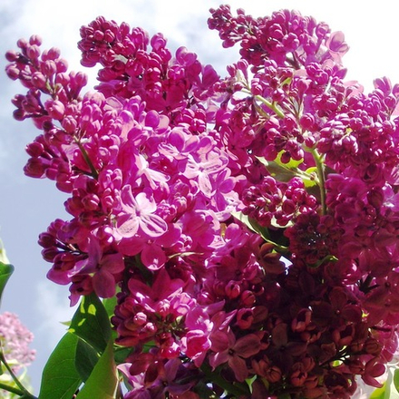 Сирень vulgaris Marshal Sokolovskii