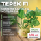 ТЕРЕК F1 семена капусты кольраби (Rijk Zwaan) культура