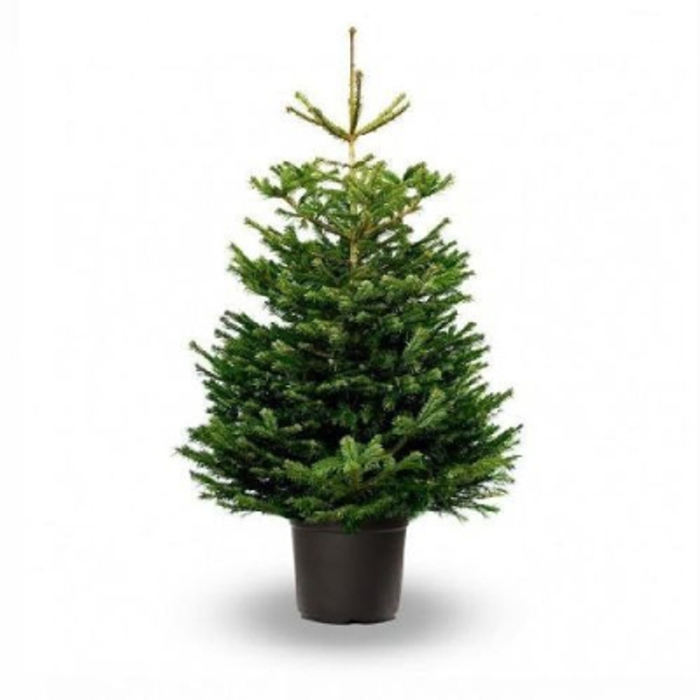 Пихта Abies Nordmanniana 40/100-125 см
