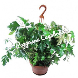 Циссус (берёзка) (подвесное кашпо 3.2л)