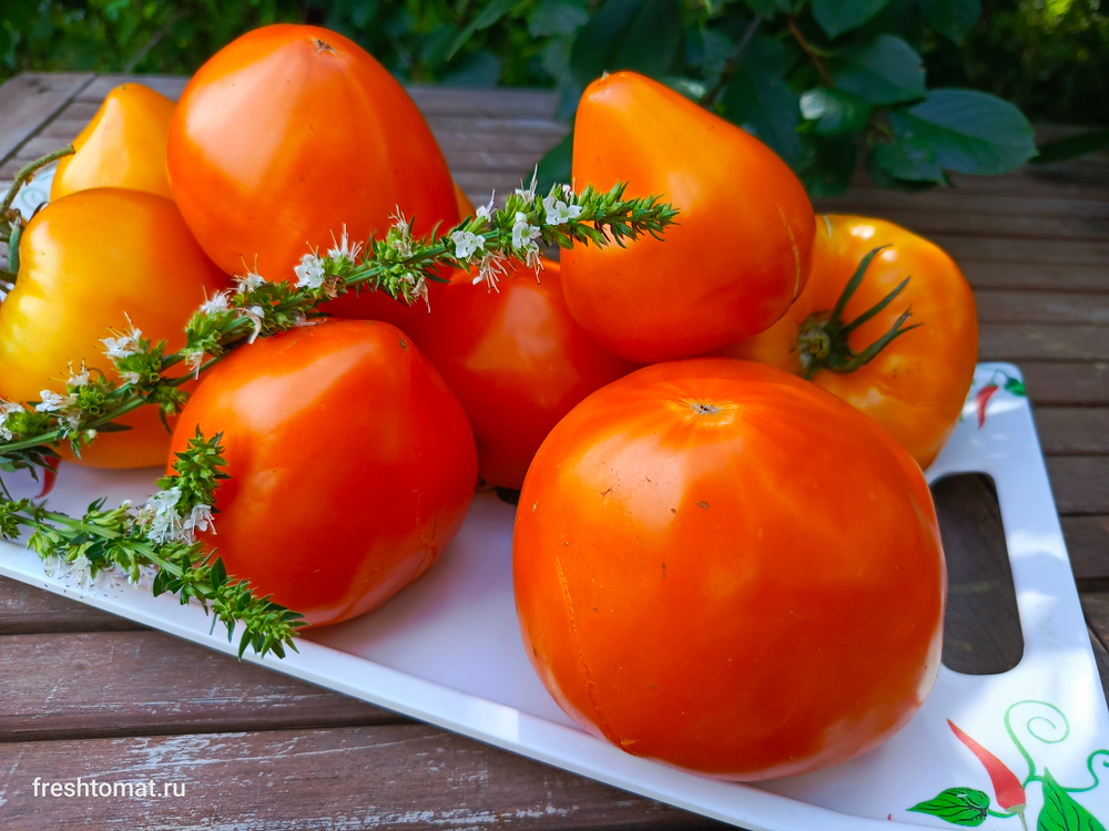 Озеро Брэт жёлтое сорт томата