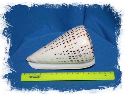 Леопардовый Конус 9-13см, 1шт