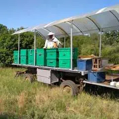 Мед Майский черноклена с травами / 300 гр