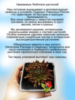Молодило Сахарный личи Свит личи