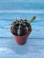 Gymnocalycium Friedrichii (Гимнокалициум)