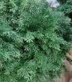 Искусственная Туя на стволе / на ножке (Литая хвоя) 150 см / 1,5 м