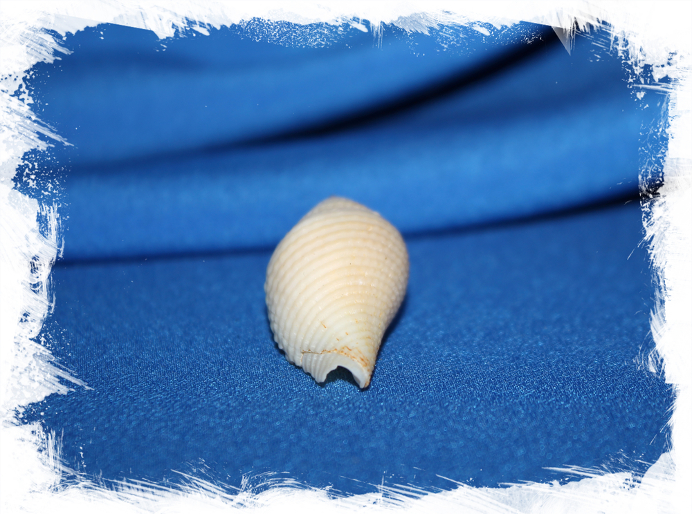 Конус короманделикус (Conus coromandelicus)
