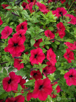 П29 Петуния ампельная Tidal Wave Red Velour