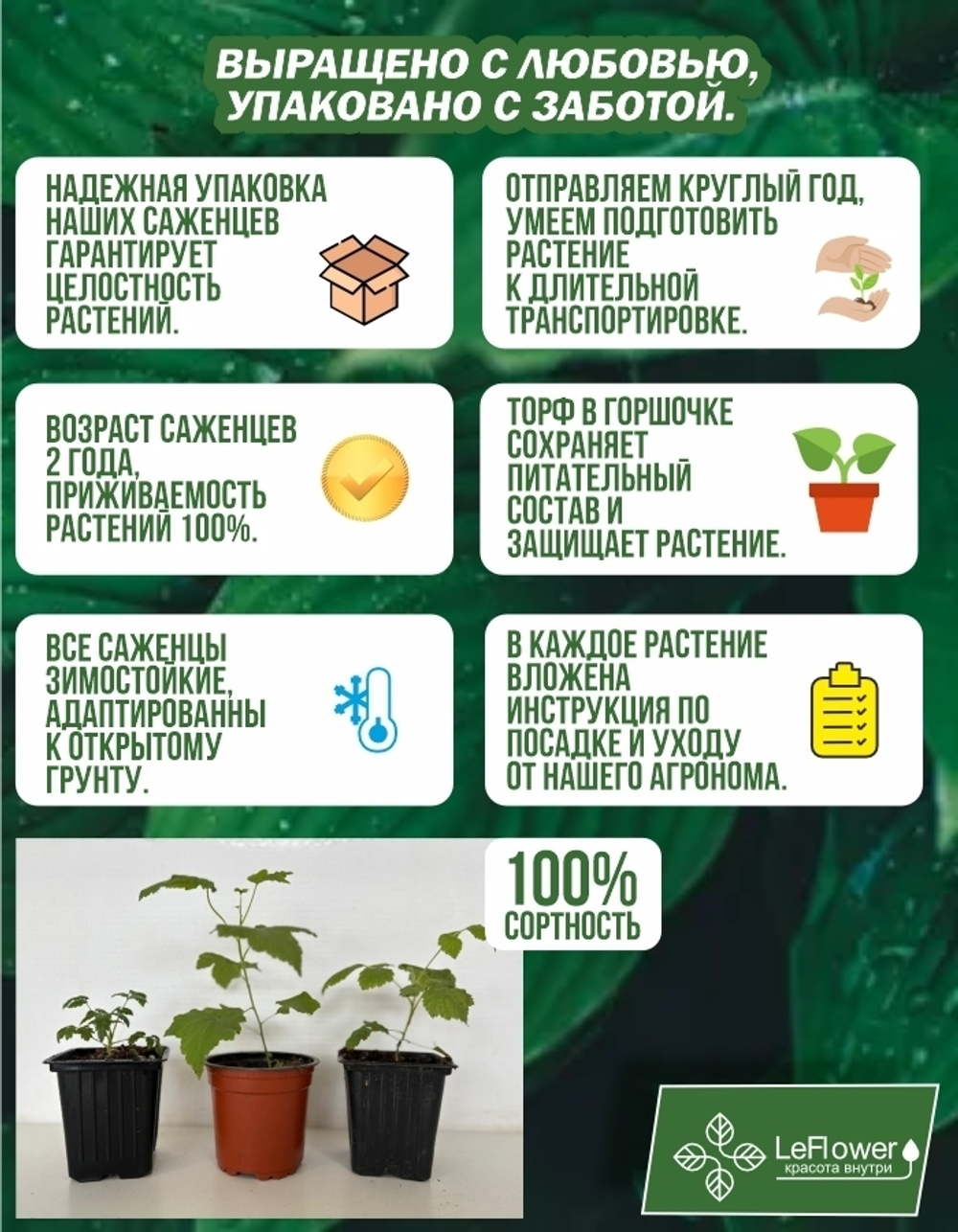 Саженец, Гортензия, Сильвер Доллар