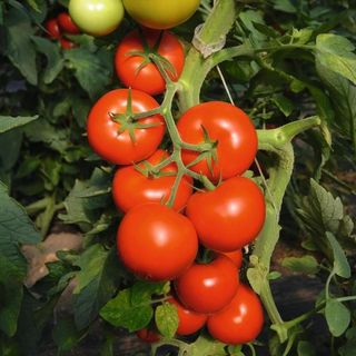 Томат Тойво F1  1000 (семян)