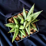 Сансевиерия MING MANEE