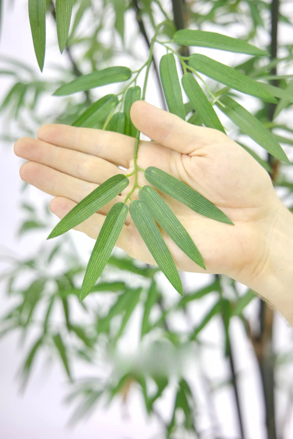 Бамбук (Листоколосник бамбуковый) 210см