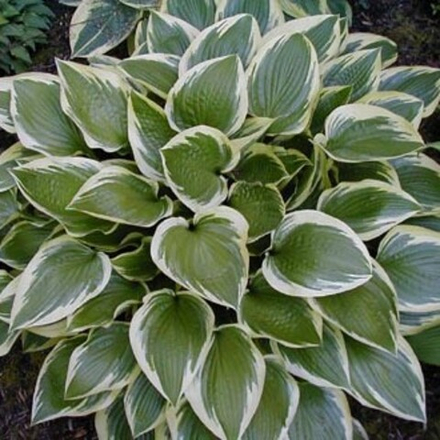 Хоста Дон Стивенс