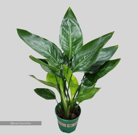 Стрелиция Регина