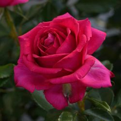 Режис Маркон (Regis Marcon)