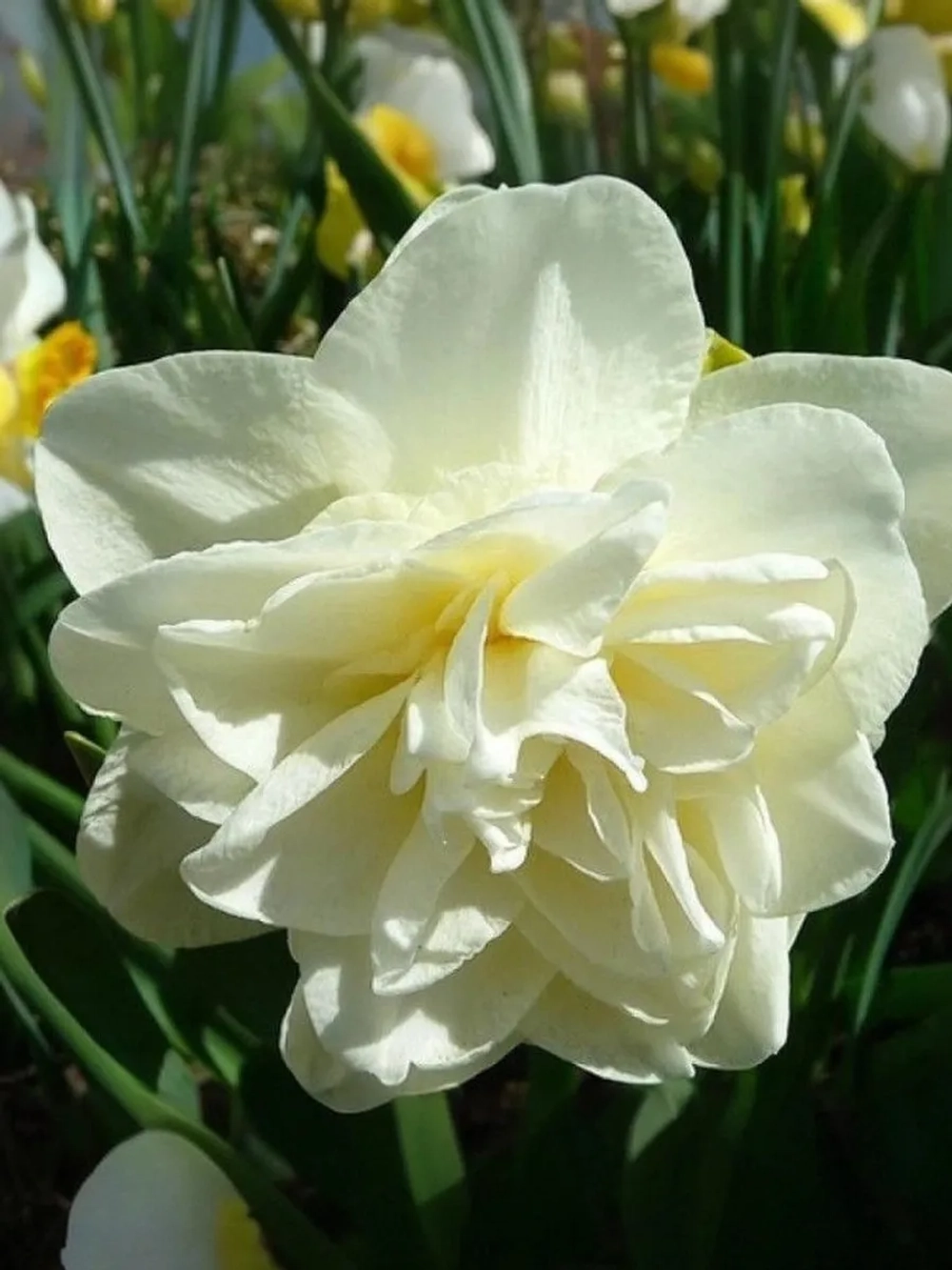 Нарцисс Махровый Обдам