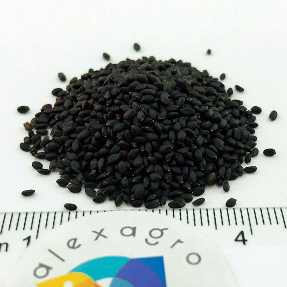 Лемона семена базилика (Enza Zaden / ALEXAGRO) семена – фото 6